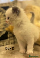 Ragdoll cats Beautiful ragdolls - Advert 7