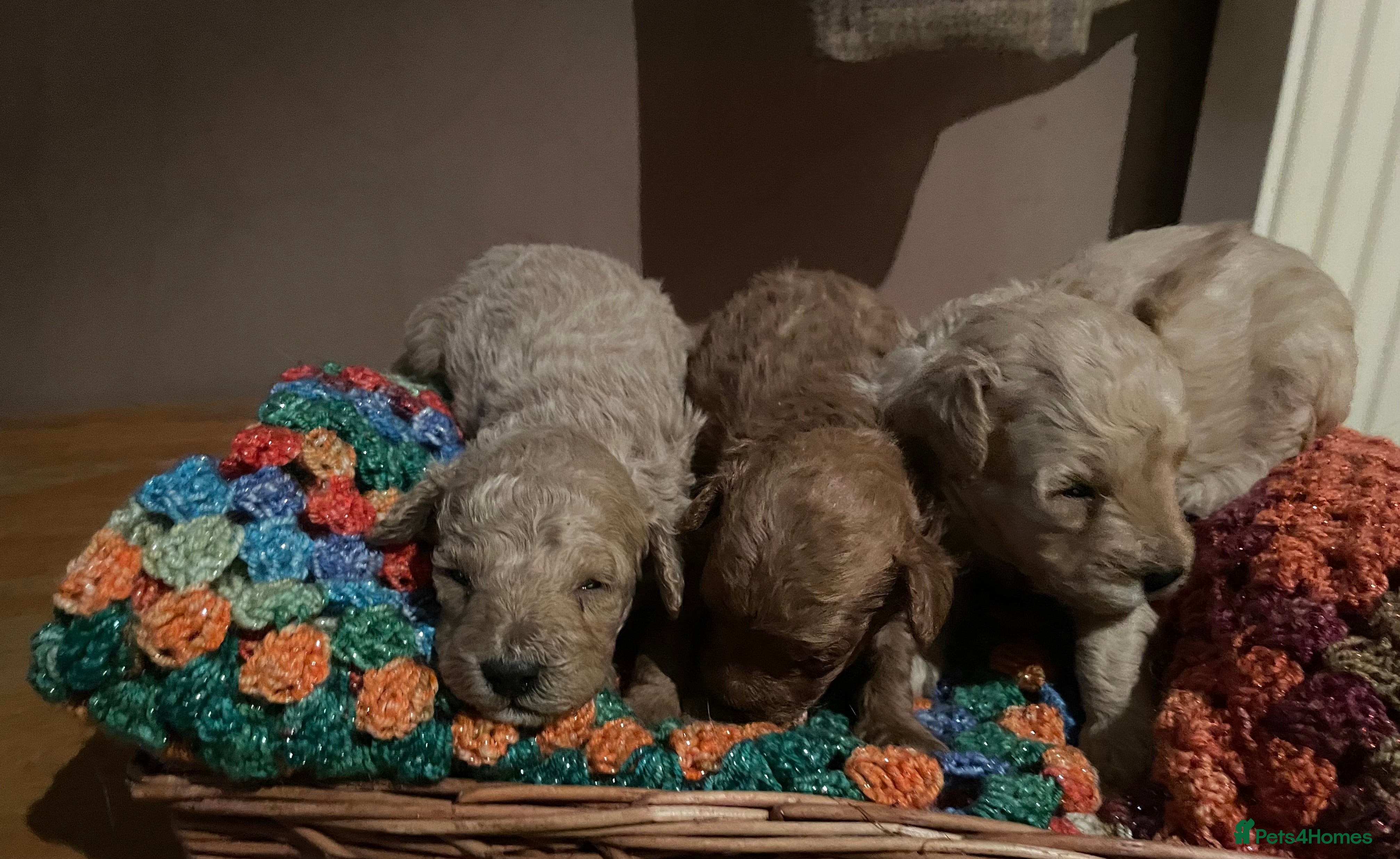 Toy Poodle dogs Toy Poodle Puppies For Sale KC Reg - Advert 8