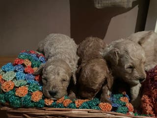 Toy Poodle dogs Toy Poodle Puppies For Sale KC Reg - Advert 8