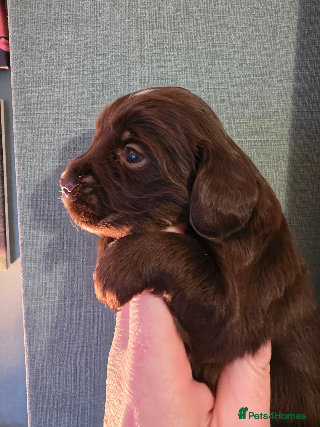 Cocker Spaniel dogs for sale: Choc roan cocker spaniel pups  - Advert 28