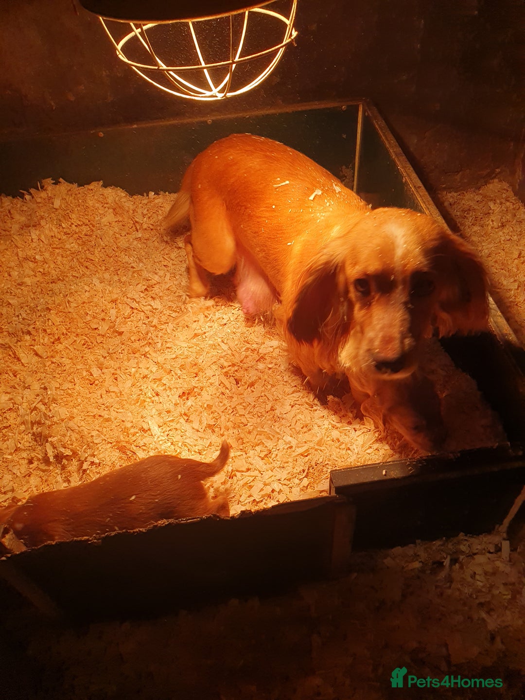 Cocker Spaniel dogs for sale: cocker spaniel puppies - Advert 2