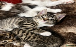 Bengal cats for sale: 2 male and 2 female kittens for sale x  - Image 6