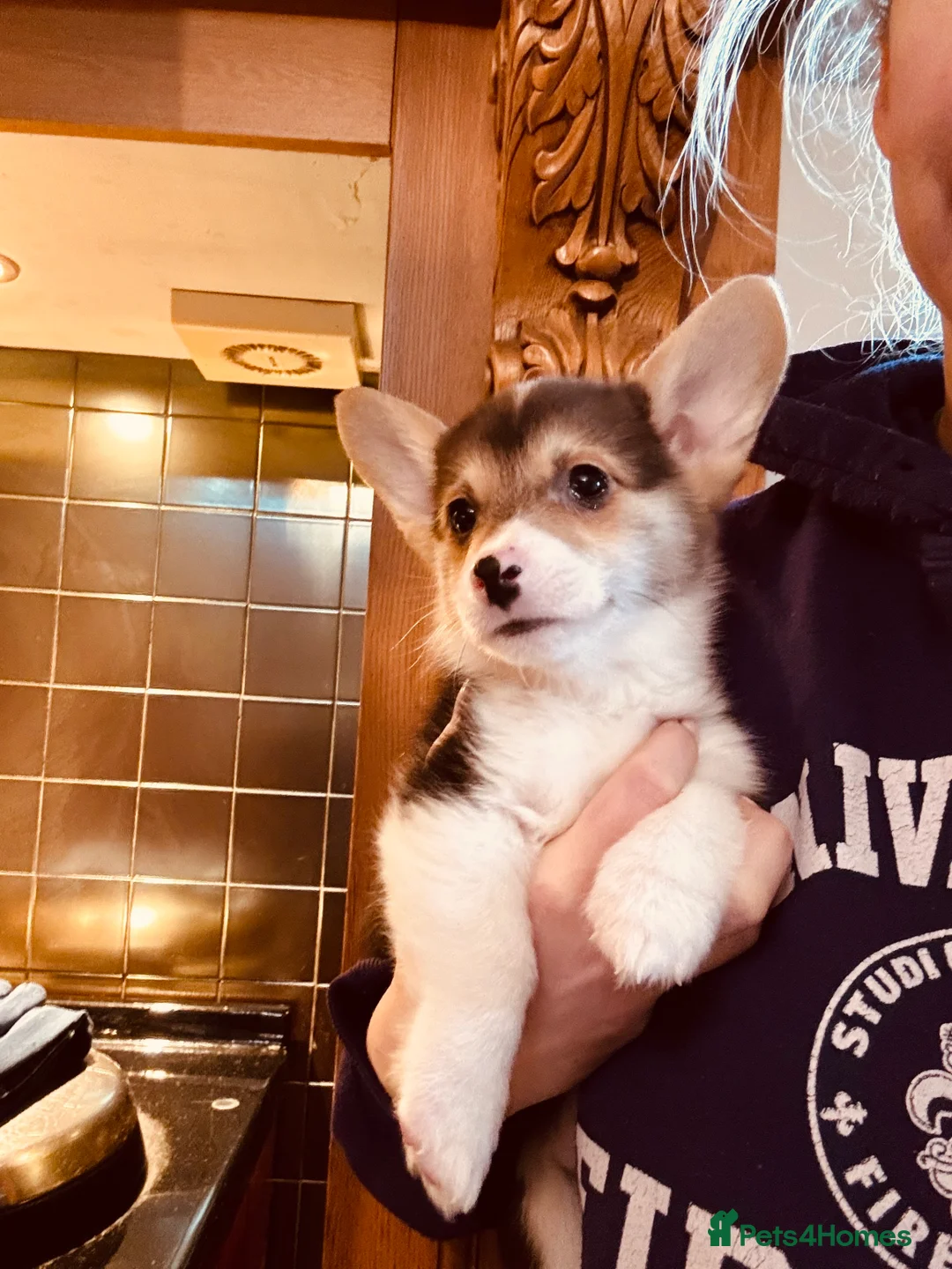 Welsh Corgi Pembroke dogs for sale: KC litter, health tested parents, licensed breeder - Advert 13