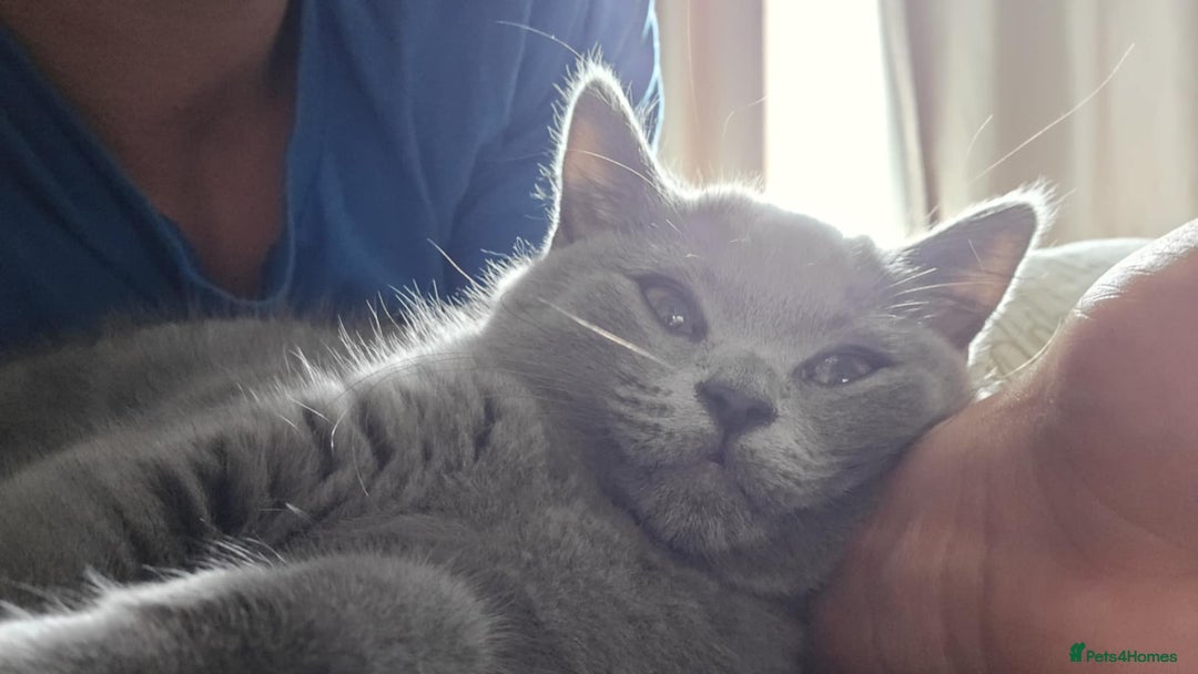 British Shorthair cats for sale: Stunning Pedigree British Shorthair Kittens in Portsmouth - Image 26