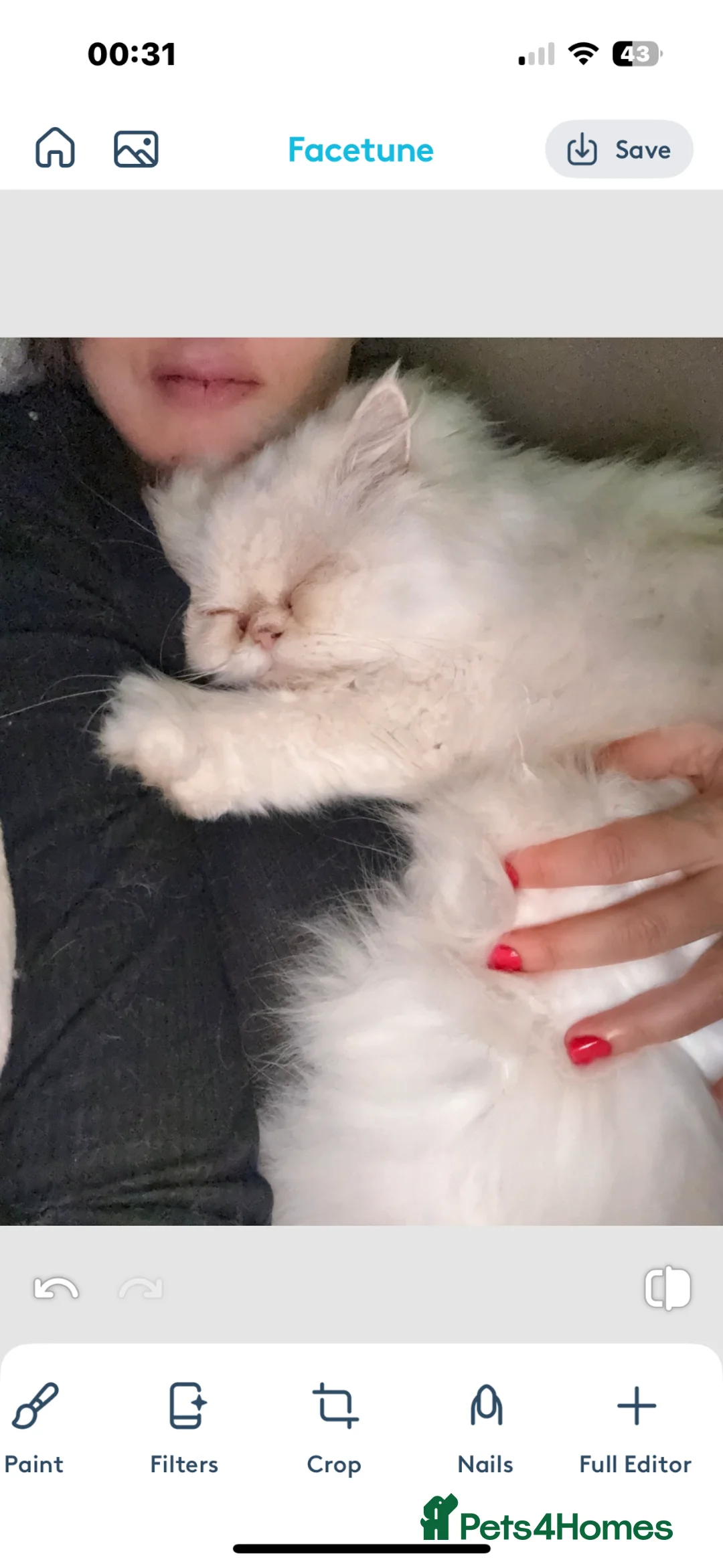 Persian cats for sale: Affectionate Persian Female  in London - Advert 10