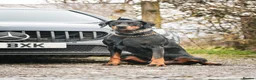 Dobermann dogs for stud: DOBERMANN STUD FULLY HEALTH TESTED🩸💦 in Willenhall - Advert 3