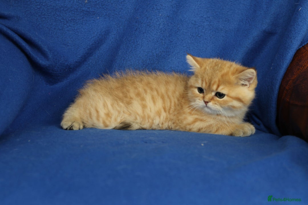 Exotic cats for sale: Beautiful golden male exotic kitten  - Image 2