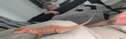 Bearded Dragon reptiles for sale: 8 week old hypo  - Advert 4