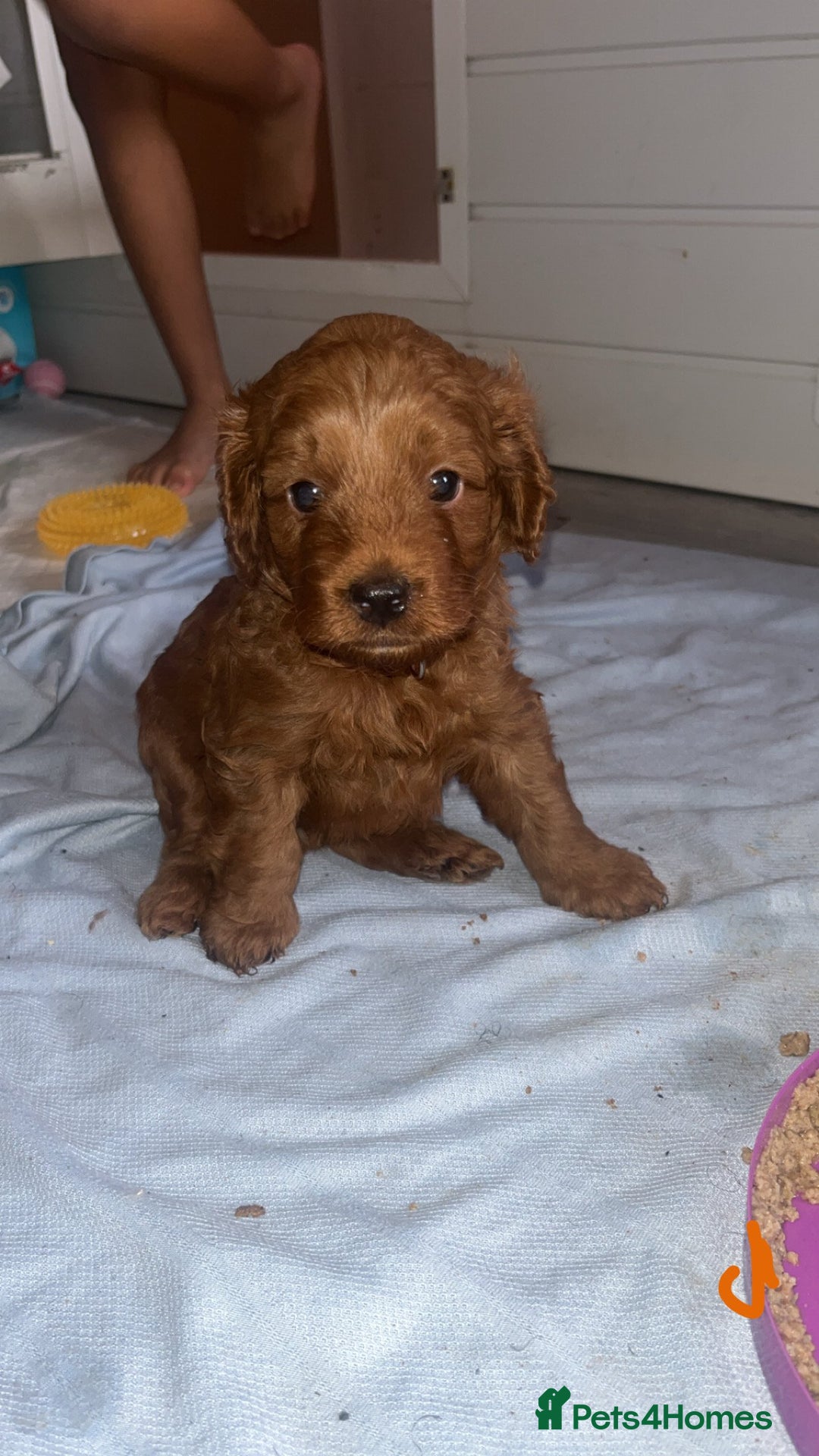 Cockapoo dogs for sale: Adorable cockapoos - Image 2