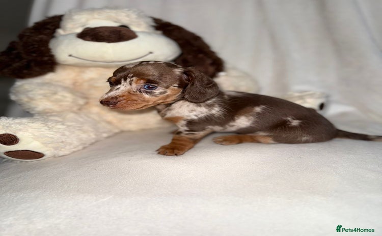Dachshund dogs - Advert 4
