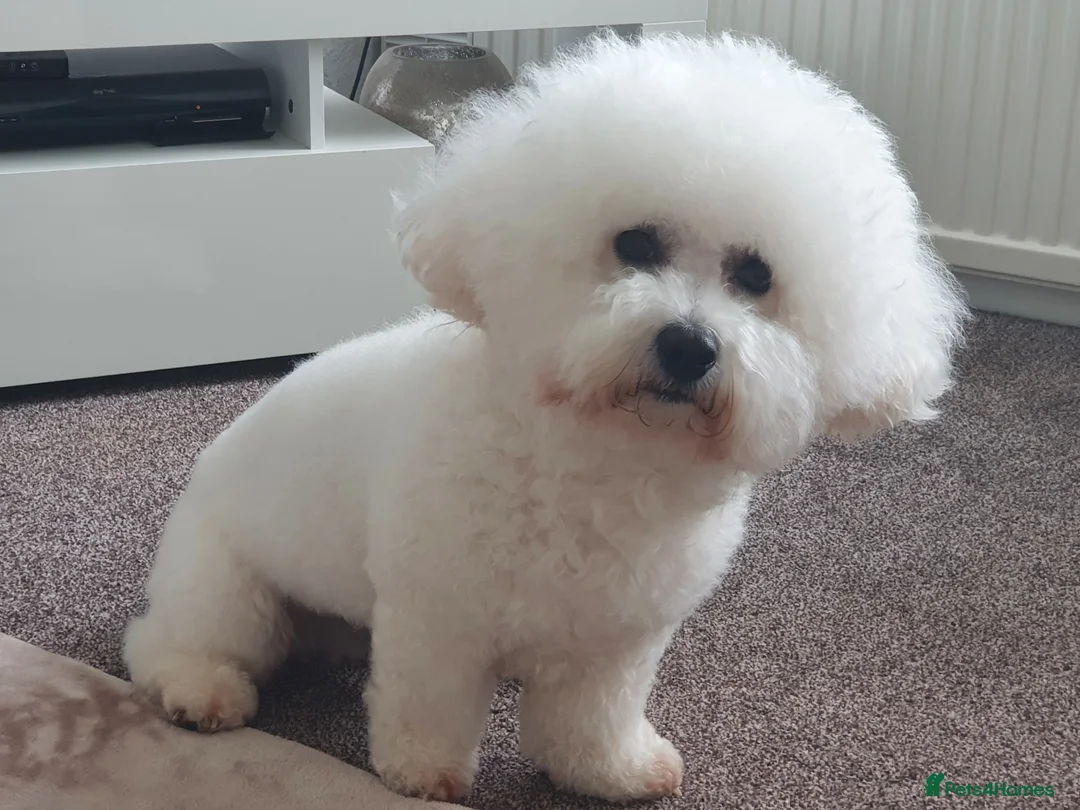 Mixed Breed dogs for sale: Beautiful little of cavapoochon puppies - Advert 7