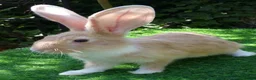 Continental Giant rabbits for sale: PURE Continental Giants - White Eared - Vaccinated - Advert 4