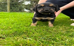 Mixed Breed dogs for sale: 8 Beautiful pups looking their forever home🥰 - Image 5