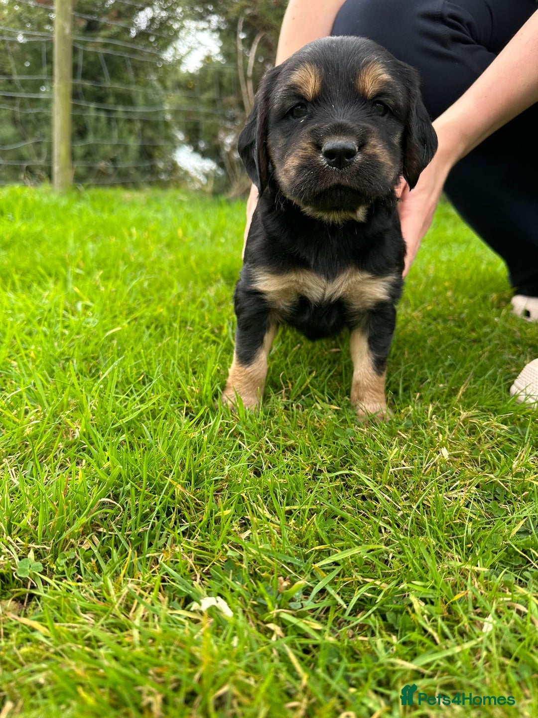 Mixed Breed dogs for sale: 8 Beautiful pups looking their forever home🥰 - Image 5