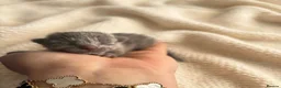 Russian Blue cats for sale: Top pedigree Instagram star Russian blue kittens - Advert 7