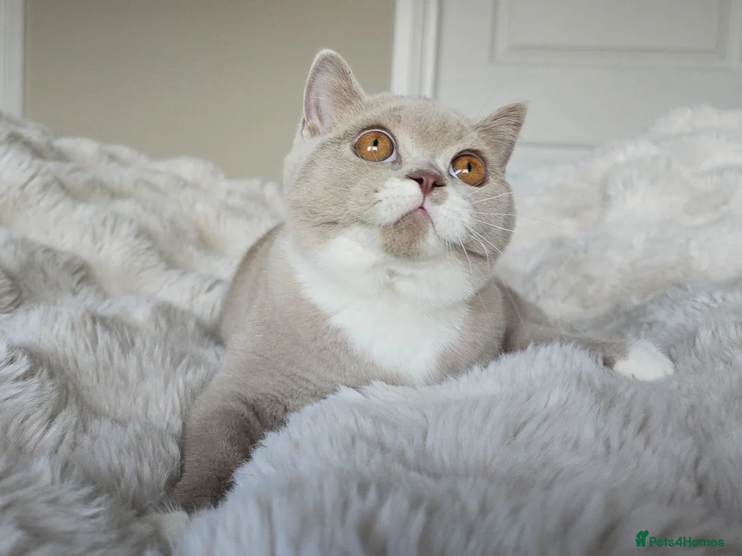 British Shorthair cats for sale: British Shorthair Girl  - Advert 2