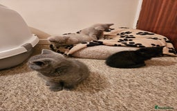 British Shorthair cats for sale: British shorthair kittens  - Image 3