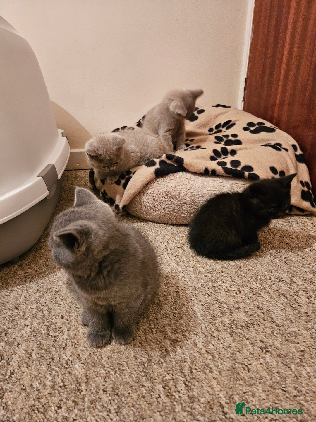 British Shorthair cats for sale: British shorthair kittens  - Image 3