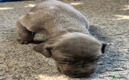 Great Dane dogs for sale: Great Dane pups our own 4th Generation  - Image 19