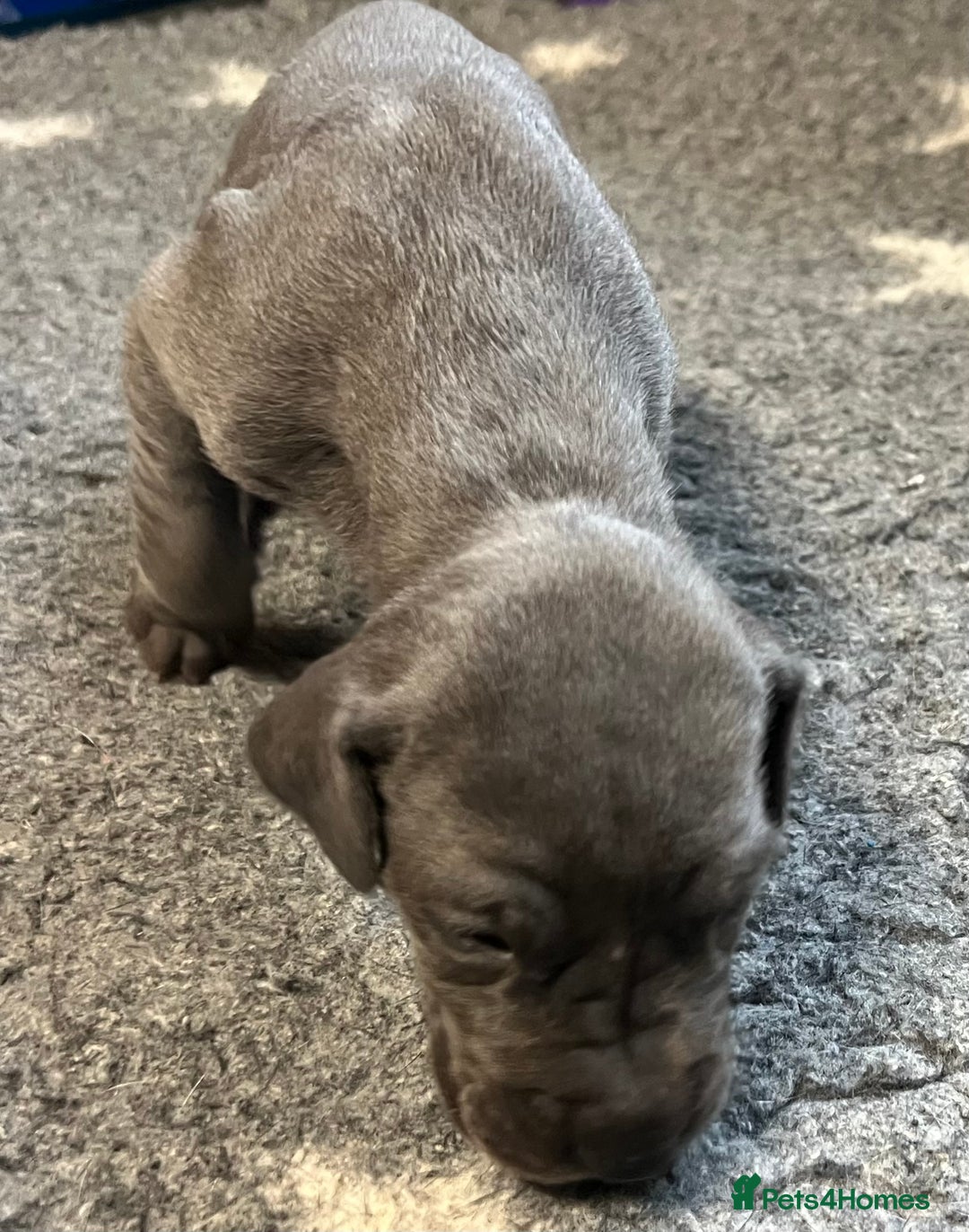 Great Dane dogs for sale: Great Dane pups our own 4th Generation  - Image 19