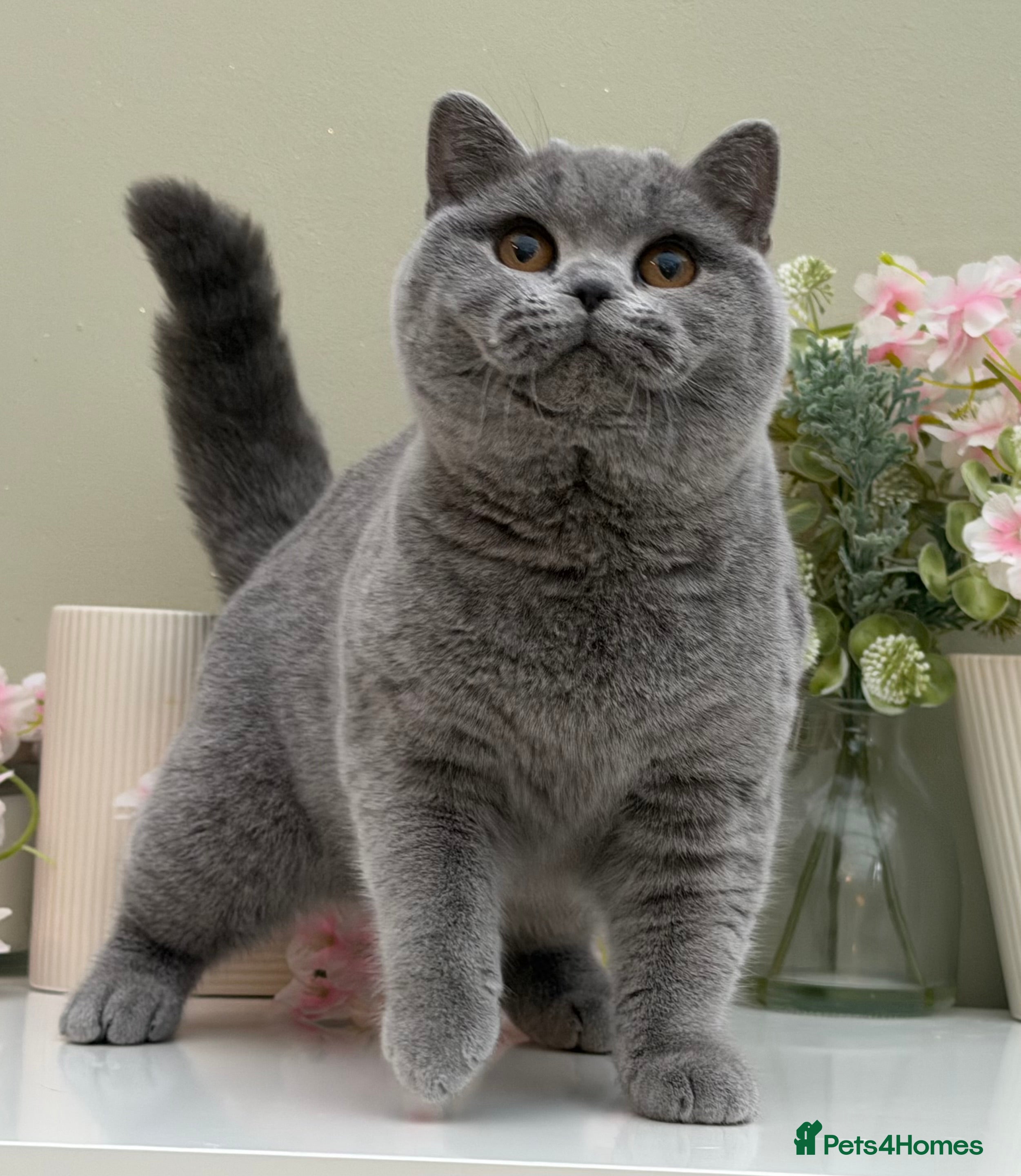British Shorthair cats Beautiful British Female kitten - Advert 11