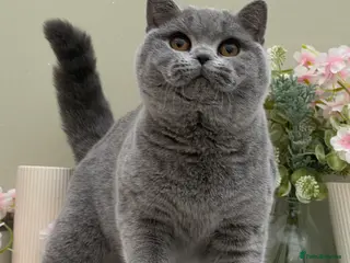 British Shorthair cats Beautiful British Female kitten - Advert 9