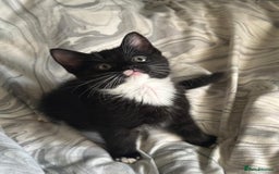 Mixed Breed cats for sale: Beautiful healthy little accidents  - Image 9