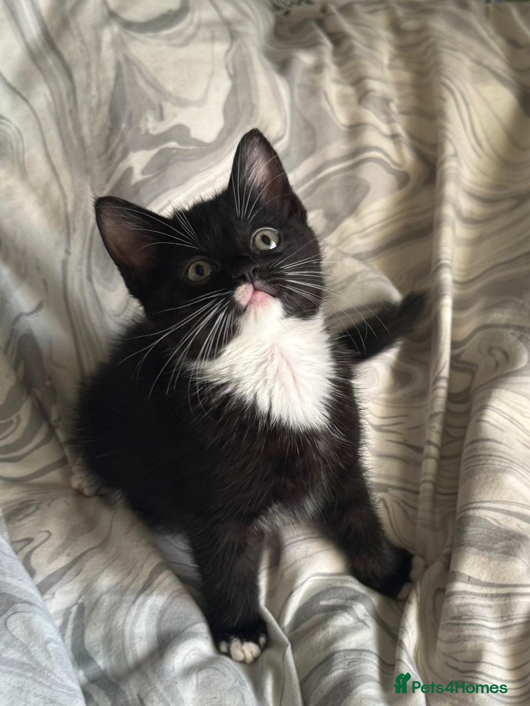 Mixed Breed cats for sale: Beautiful healthy little accidents  - Image 9