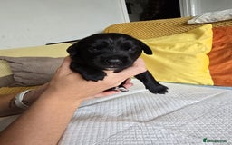 Mixed Breed dogs for sale: Labrador x Patterdale Puppies - Image 8