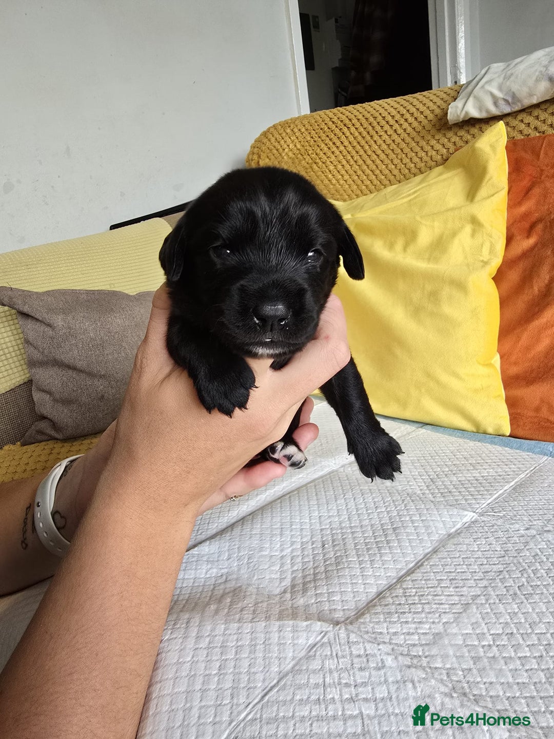 Mixed Breed dogs for sale: Labrador x Patterdale Puppies - Image 8