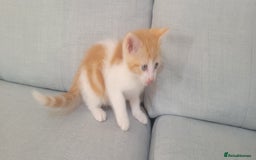 Mixed Breed cats for sale: Little kitten ready 10th August read listing  - Image 9