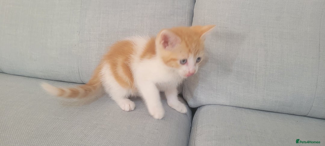 Mixed Breed cats for sale: Little kitten ready 10th August read listing  - Image 9