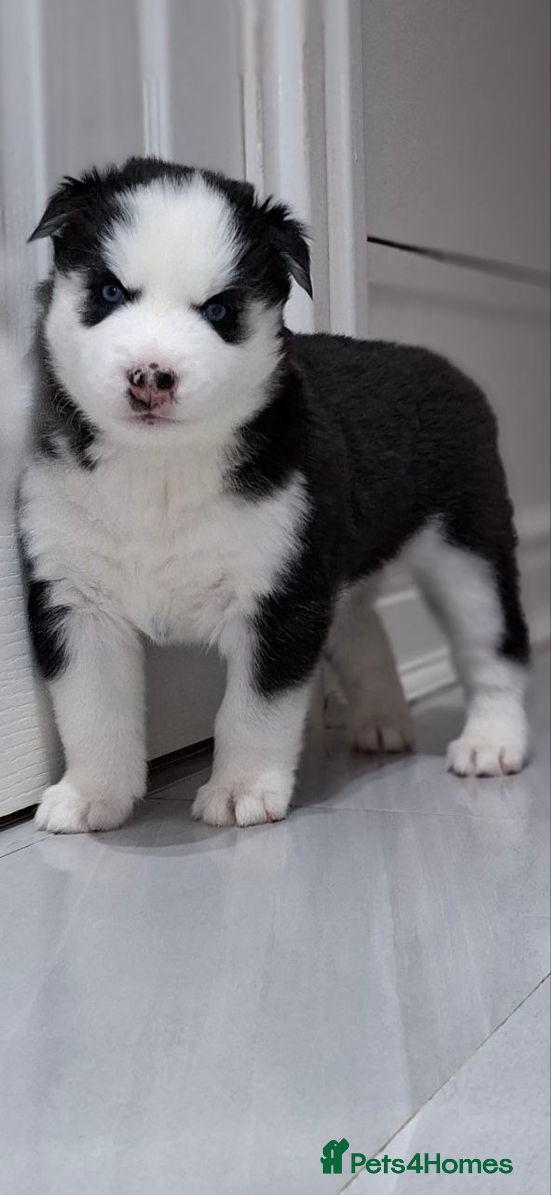 Siberian Husky dogs for sale: Siberian Huskies 1 Male 4 Female - Advert 34