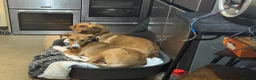 Mixed Breed dogs for sale: Saluki greyhound  in Stanley - Advert 4