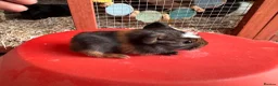 Guinea Pig rodents for sale: Guinea pigs sows/boars  - Advert 3