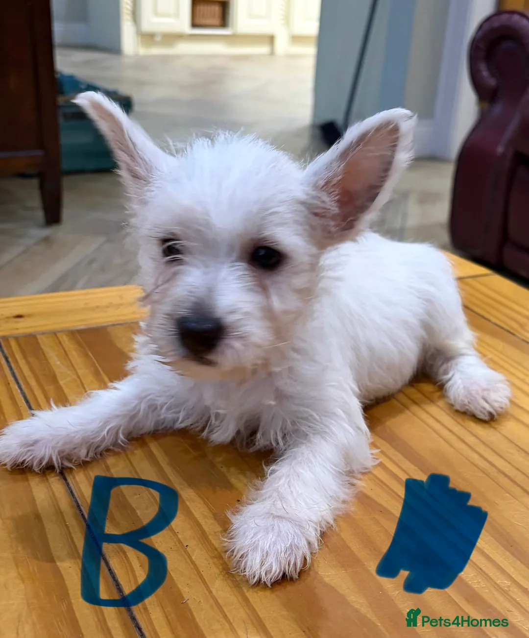 West Highland Terrier dogs for sale: West Highland Terrier puppies.  - Advert 6