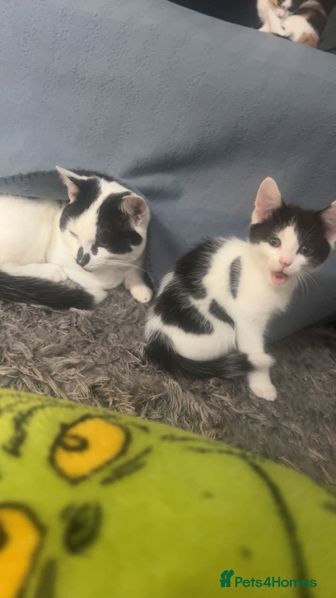 British Shorthair cats for sale: 2 ready to go  - Image 2