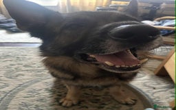 German Shepherd dogs for sale: Playful Smart German Shepherd Needs Home - Advert 10