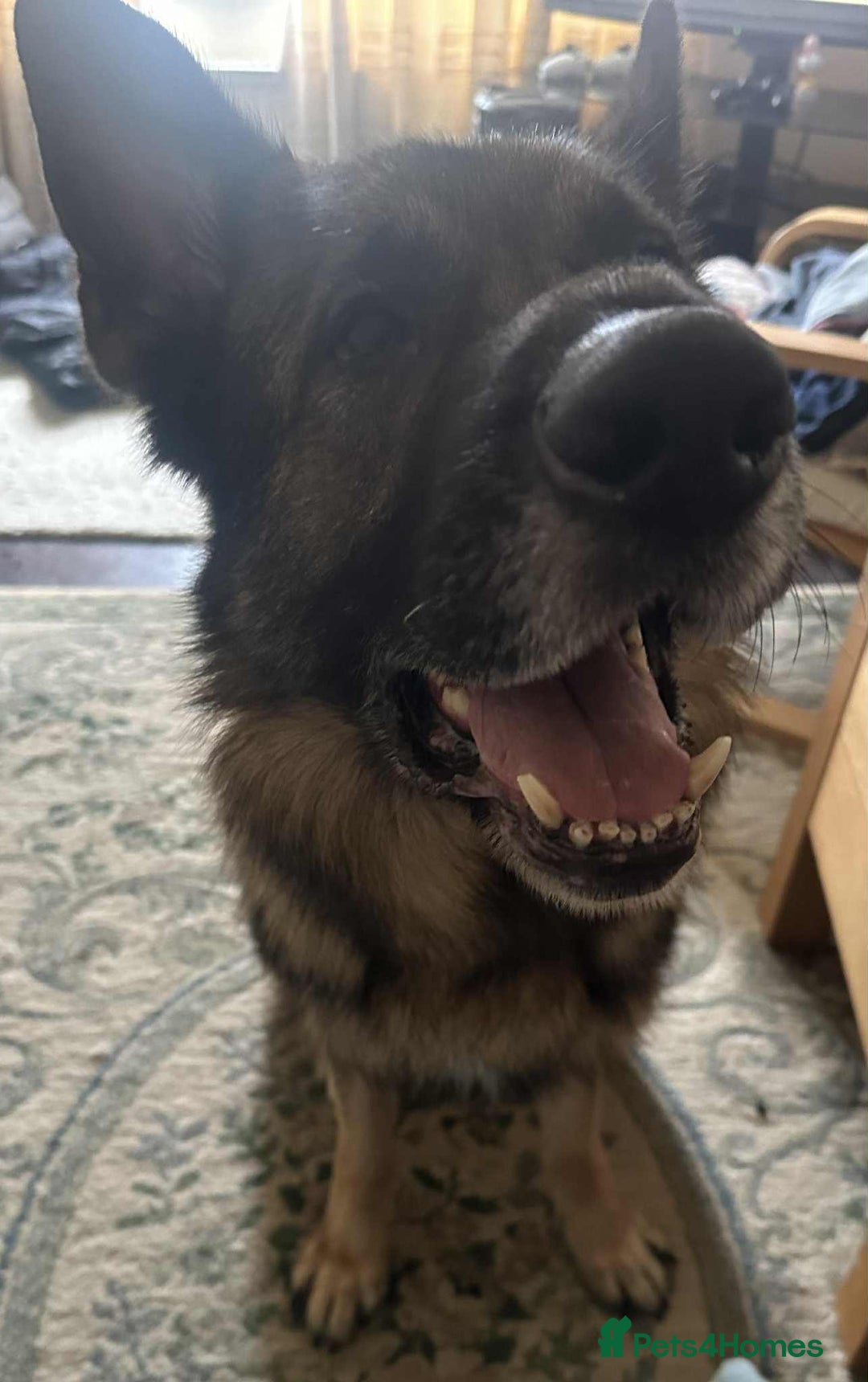 German Shepherd dogs for sale: Playful Smart German Shepherd Needs Home - Advert 10