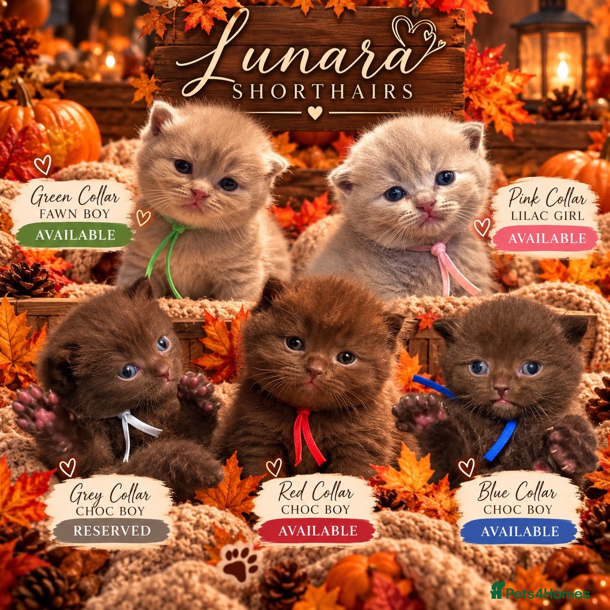 British Shorthair cats Grand Champion Line British Shorthair Kittens - Advert 1