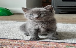 British Shorthair cats for sale: One female and one male British short hair kitten  - Image 1
