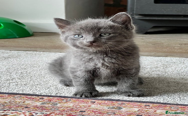 British Shorthair cats - Advert 12