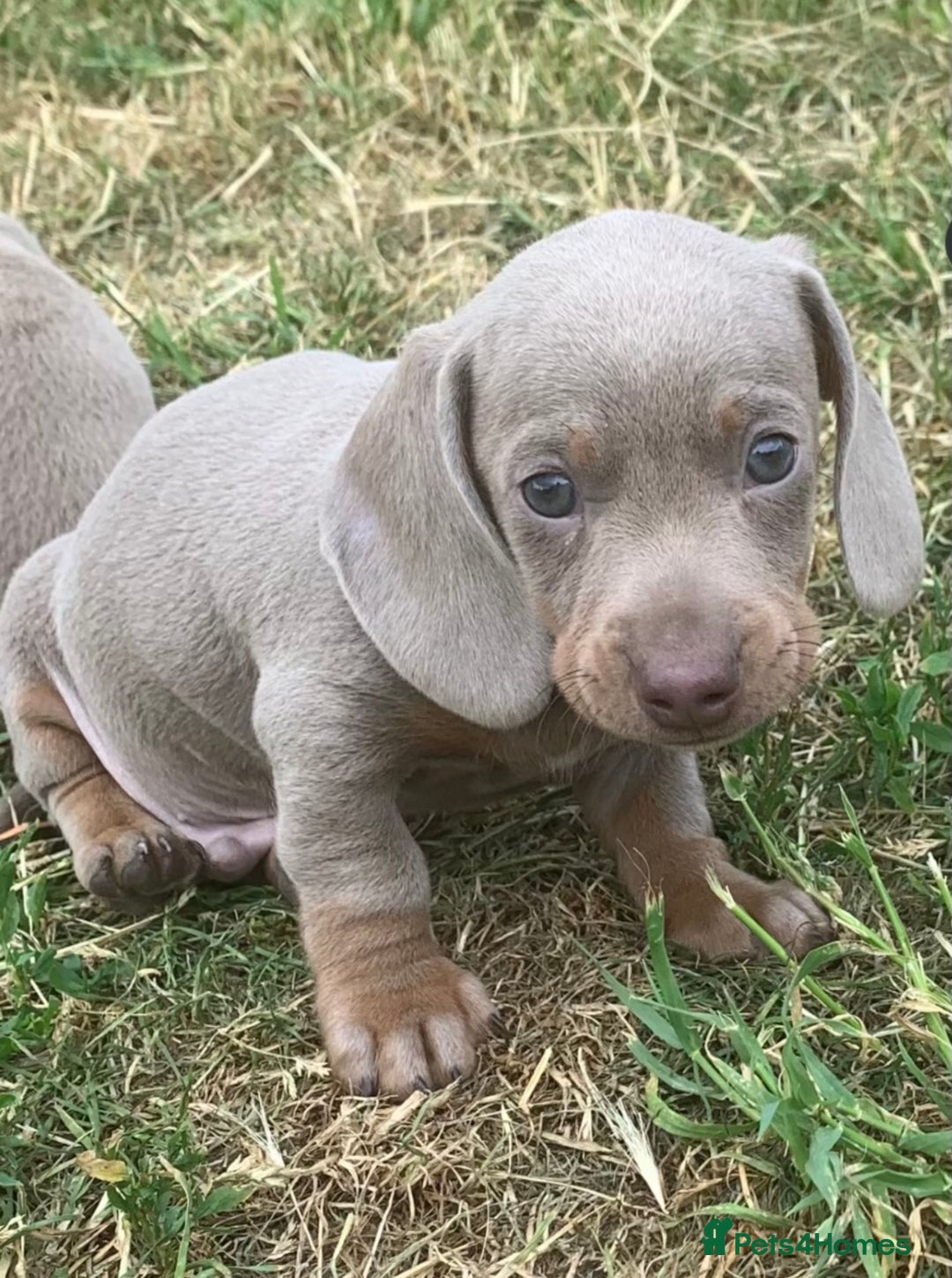 Miniature Dachshund dogs for sale: Gorgeous Isabella and tan mini dachshunds  - Advert 2