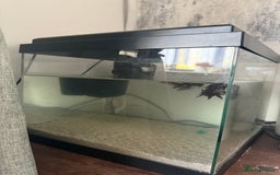 Fancy Goldfish fish for sale: Free Fishes  - Image 2