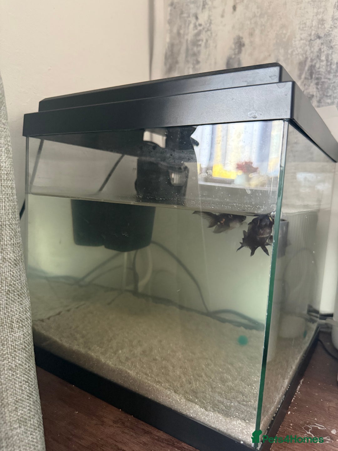 Fancy Goldfish fish for sale: Free Fishes  - Image 2