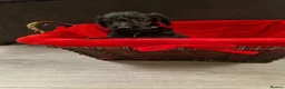 Doxiepoo dogs for sale: Ready now Miniature poodle x dacshund - Advert 13