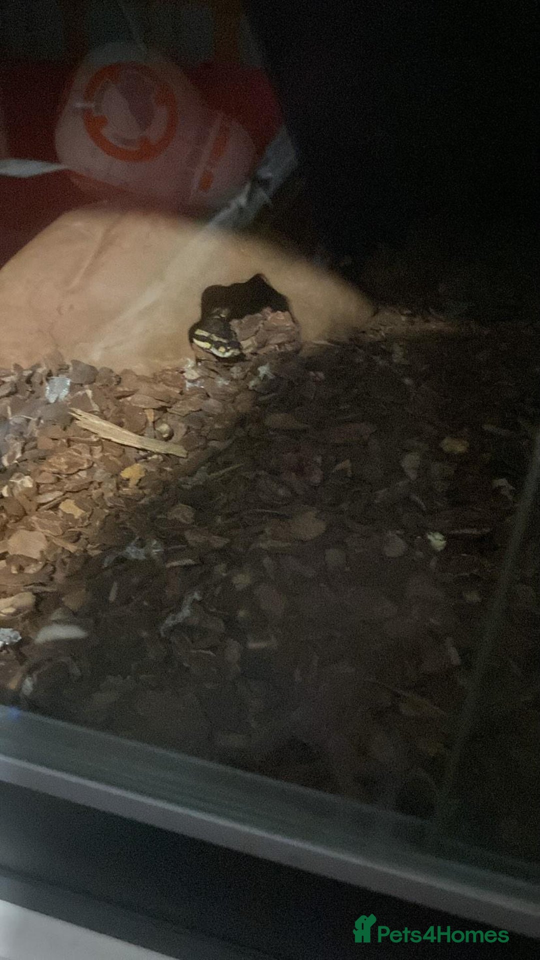 Python Snake reptiles for sale: ball python snake, £125 (vivarium included) - Advert 5