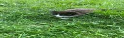 Mixed Breed cats for sale: beautiful kittens - Advert 12