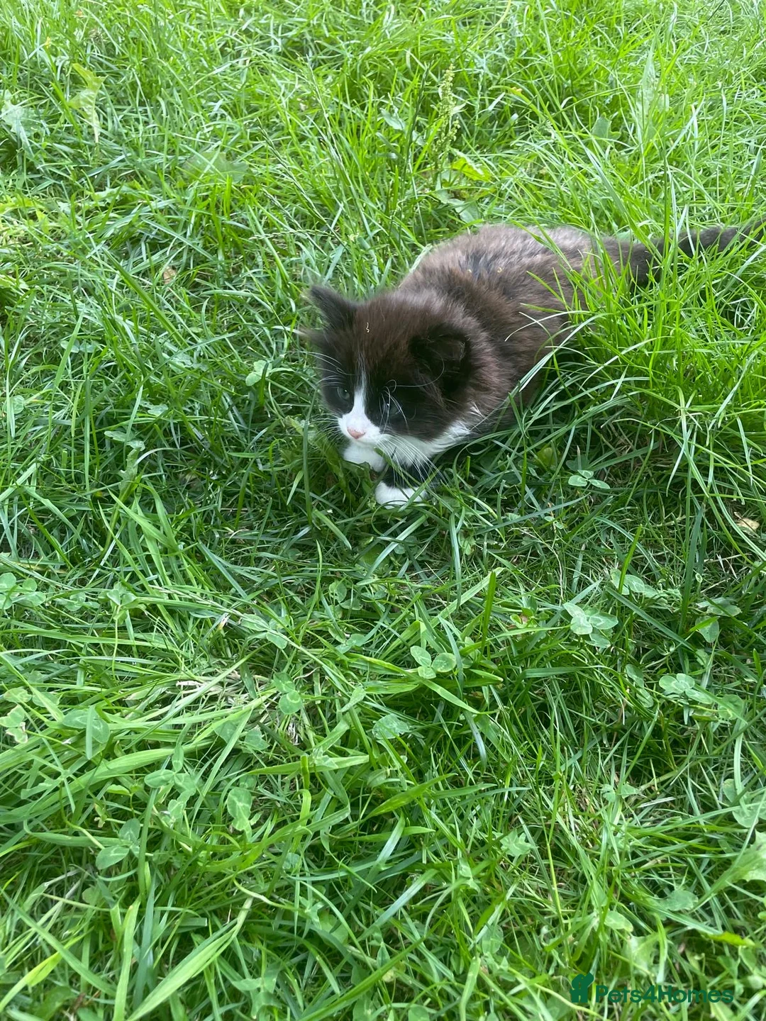 Mixed Breed cats for sale: beautiful kittens - Advert 12