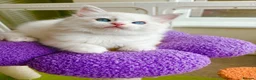 Ragdoll cats for sale: Gorgeous Tica registered Ragdoll kittens 1 girl  - Advert 13